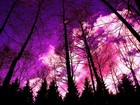Picture for song '-=Red Skies & Blue Trees=- -=FREE DOWNLOAD' by artist 'TheHookHookUp.com'