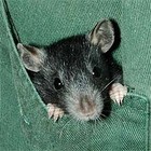 Picture for song 'Why Can't I See?' by artist 'The Madratter'