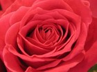 Picture for song 'Voice of the Rose' by artist 'The Moonrider Project'