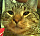 Picture for song 'Meow, Meow' by artist 'Thomas DeVries'