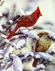 Picture for song 'Winter Cardinal Suite' by artist 'Three Friends and Friends'