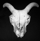 Picture for song 'Jacadoobie' by artist 'tomScotland'