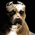 Picture for song 'West Coast Dogz-Free D/L' by artist 'TOP STAR BEATS'