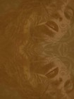 Picture for song 'reagal' by artist 'TRAKTITANS'