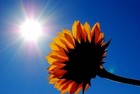Picture for song 'Sunshine' by artist 'truth303'