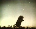 Picture for song 'Hedgehog in the Fog' by artist 'Tungus Fungus'