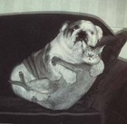 Picture for song 'Bang out of Order' by artist 'Tweezer (uk)'