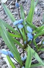 Picture for song 'So fast and early blooming hyacinths' by artist 'varvara.jdanova'