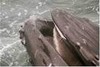 Picture for song 'Baleen' by artist 'Whale Hawk'