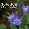 Picture for song 'Soledad (Solitude)' by artist 'William West'