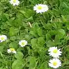 Picture for song 'Celestial Atmosphere (Dubstep mix)' by artist 'Bass Extractor'