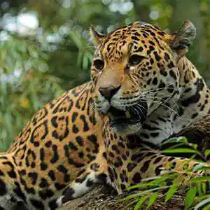 Picture for song '4 10 2023 hollow body git mr ms smith' by artist 'mcmakktenicetxtheprince'