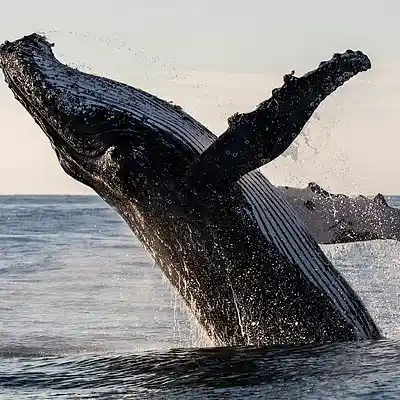 Picture for song 'The Last Gasp (Whales)' by artist 'Rick Burn'