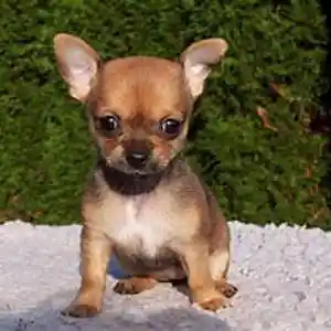 Picture for song 'No quiero un Perro' by artist 'Cecil Vittar'
