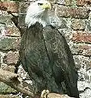 Picture for song 'This is B.O.P. (Yup, This is Him)' by artist 'Dee Eagle (new)'