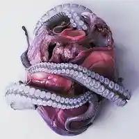 Picture for song 'Wrap ' by artist 'Painful Companion'