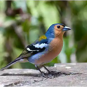 Picture for song 'ok ok ok' by artist 'Roger mc'