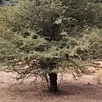 Picture for song 'The haircut ...' by artist 'stefanos grigoriadis'