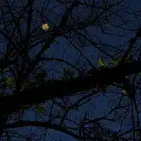 Picture for song 'Christmas in the Dark' by artist 'The Serendipitous Cacophonies'