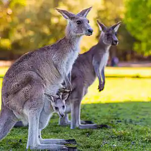 Picture for song 'kangaroo song by inyci' by artist 'inyci'