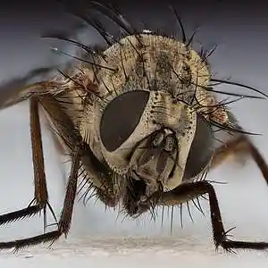 Picture for song 'The Angry House Fly' by artist 'Pete Moss and the Weed Wackers'