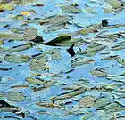 Picture for song 'Falling Leaf Lake' by artist 'Speak Words Speak'
