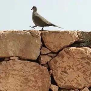 Picture for song 'Mauertanz' by artist 'Andi Wendt'