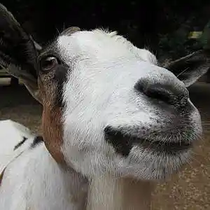 Picture for song 'Paddy McGinty's Goat (feat. Clare Steffen)' by artist 'Round The Globe'