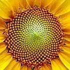 Picture for song 'Flower Larger than the Sun' by artist 'Mikejazz'