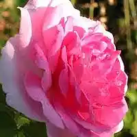 Picture for song 'Awaken' by artist 'Plaza7'