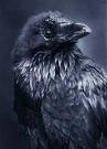 Picture for song 'Survival By Raven Productions' by artist '215th Entertainment'