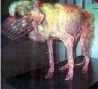 Picture for song 'Vivisection' by artist 'Alex Dragon'