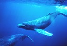Picture for song 'Singing with Whales 1' by artist 'Aloka'