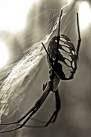 Picture for song 'Nightmare (Come in)' by artist 'Equanimity'