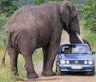 Picture for song 'Circus Maul (Elephant Musth)' by artist 'Arctic Soul'