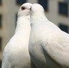 Picture for song 'Dance For Peace' by artist 'Aymant'