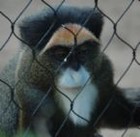 Picture for song 'natte schoen' by artist 'baardaapbeats'