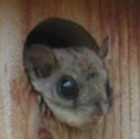 Picture for song 'Wololo' by artist 'Beatz Me'