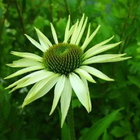 Picture for song 'Just One Night' by artist 'Beth Jetton'