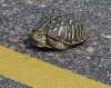 Picture for song 'Turtle Crossing' by artist 'Big Country Mike Mattera'