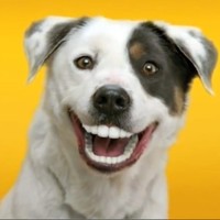 Picture for song 'I'm Livin' a Dogs Life ' by artist 'Bob Kelly'