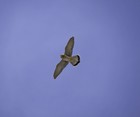 Picture for song 'A Hawk Took Flight' by artist 'Brian Thomas (Can)'