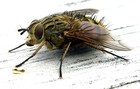 Picture for song 'So Fly Wit K.P. on production & verse 2' by artist 'Candi Swagg'