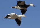 Picture for song 'Spring Migration' by artist 'Carlo D'Anna'