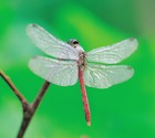 Picture for song 'Dragonfly' by artist 'Charles Cornelius Tyler'