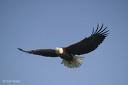 Picture for song 'Soaring Like An Eagle' by artist 'Chris Medway'