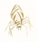 Picture for song 'Igor the Spider' by artist 'C Martinez'