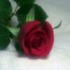 Picture for song 'Une Fleur' by artist 'Denis Desbiens'