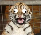 Picture for song 'Tiger Cubble' by artist 'DJ Kuma'