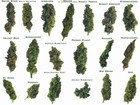Picture for song 'how how high' by artist 'dj mattie pimp'